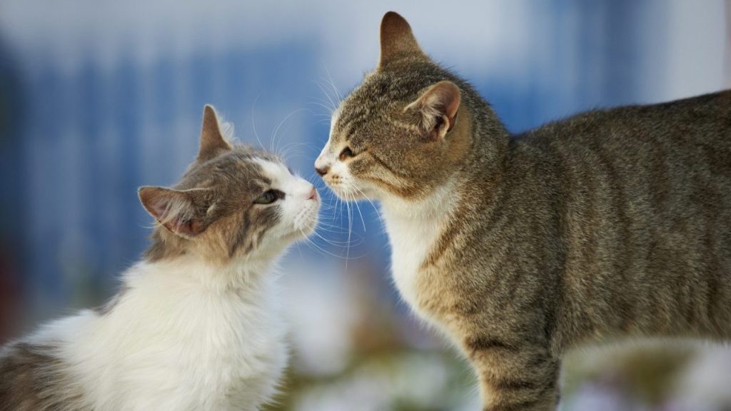 two cats sniffing each other ready for another cat