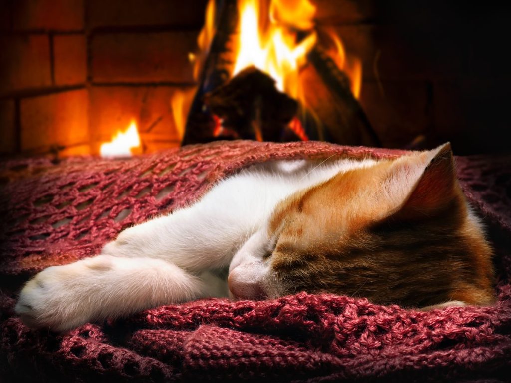 cat in front of a burning fire