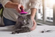 man grooming long-haired cat with brush