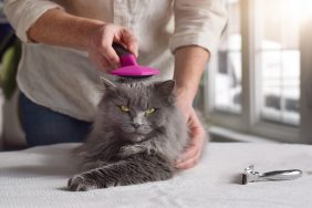 man grooming long-haired cat with brush