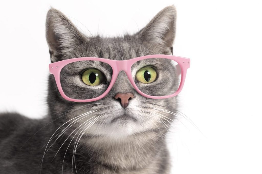 cat wearing glasses