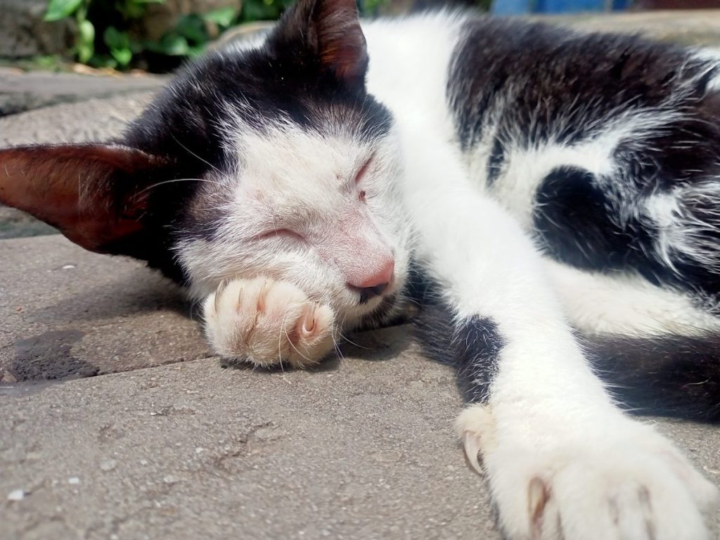 cat sleeping on ground in sun