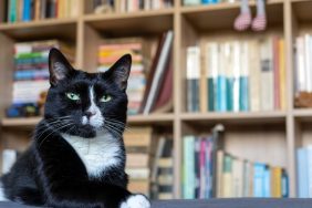 Three robot cats have becomes companions to patrons at the Eugene Public Library.