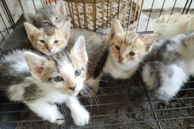 A group of rescued stray kittens in a cage. Stray cat overpopulation in clinics waiting to be spayed or neutered.