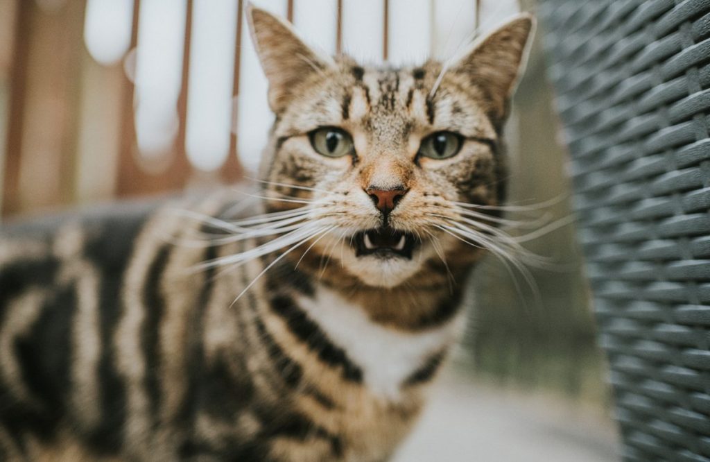 Tabby cat making unique facial expressions, as in the recent scientific study examining cat facial expressions.