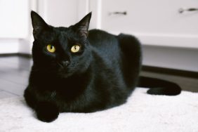 A cat similar to the one who was reunited with his family after four years in England.