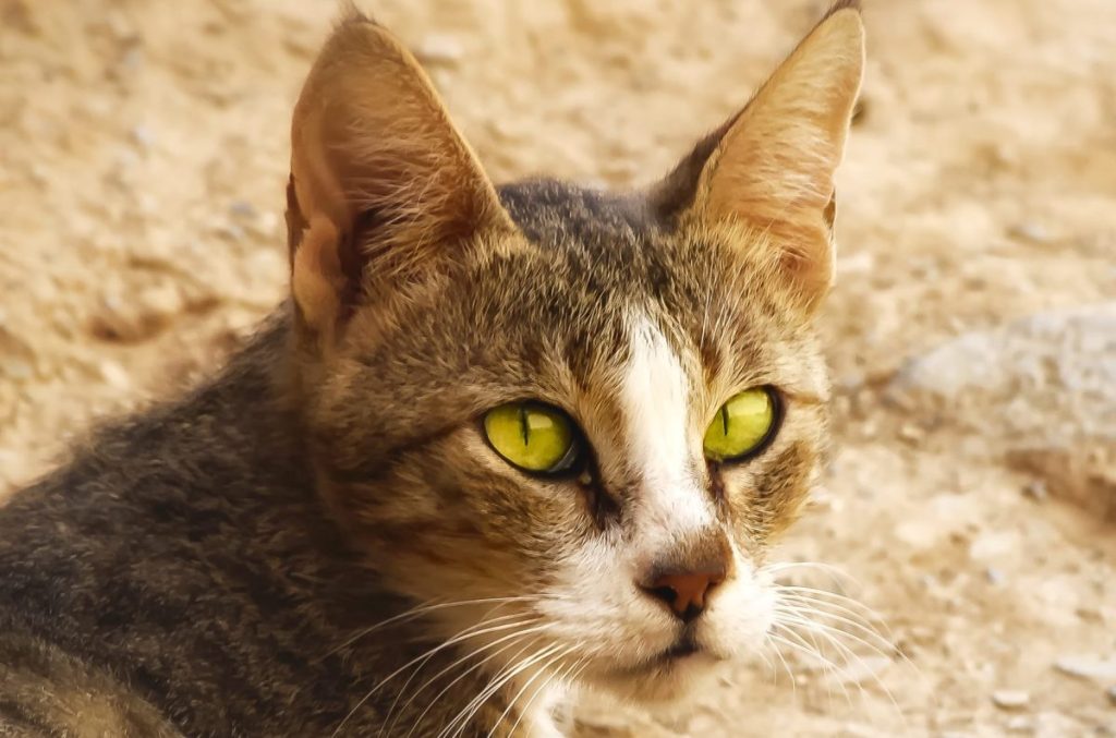 Cat of the Arabian Mau breed lying in a street against a rustic wall, in an Arabian city batched with golden afternoon sunlight.