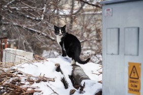 A stray cat similar to the one potentially transmitting Alaskavirus to an elderly man and causing his death.