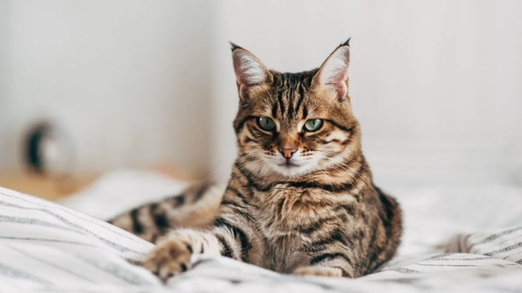 Bengal cat lying on sofa.