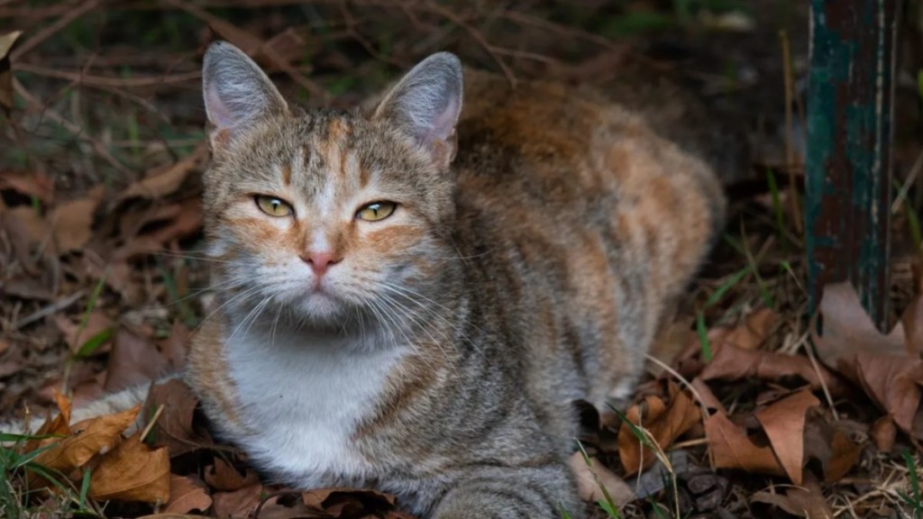 A lost cat lying on dry autumn foliage.