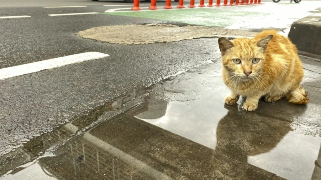 A cat on the side of the road, like the cat who was dumped in a pillowcase near Niagara Falls.