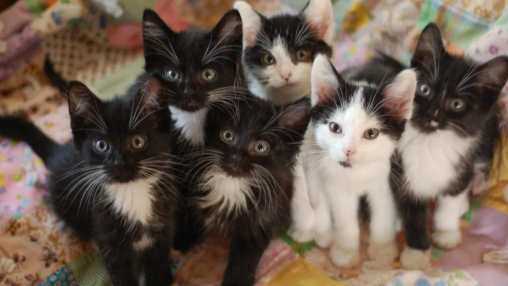 Black and white kittens on a quilt.