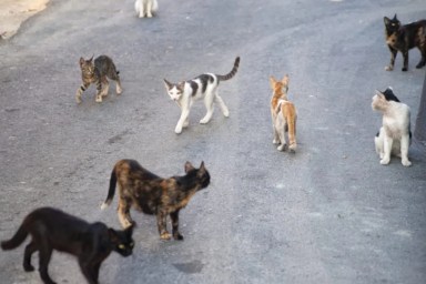 Feral Cats Napa County