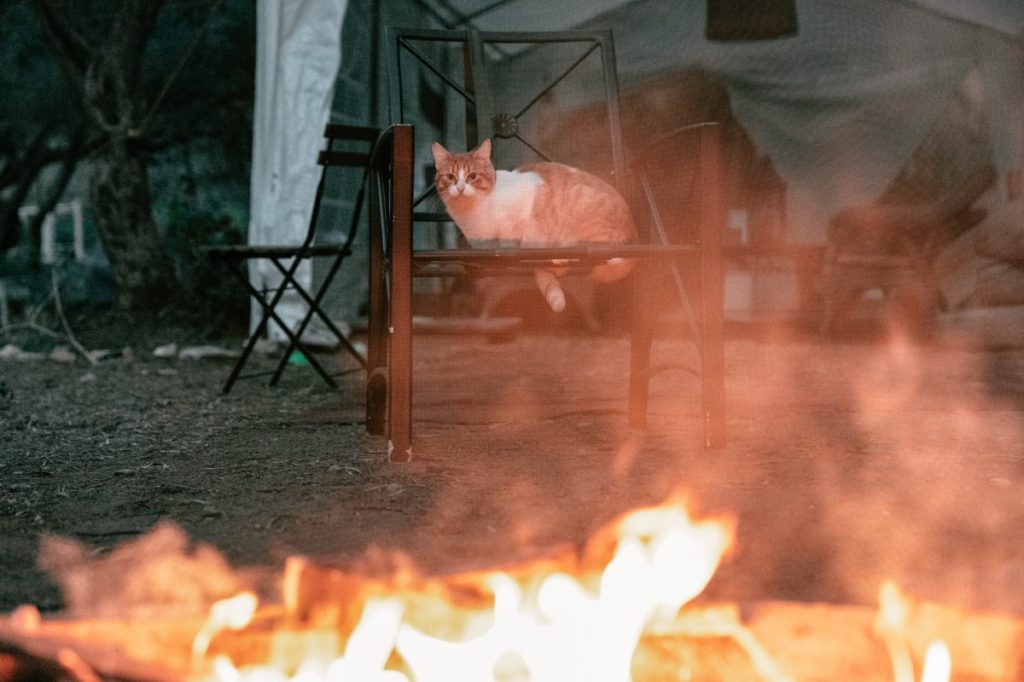 Cat near a fire, like the woman in Michigan who died trying to save her cat from a house fire.