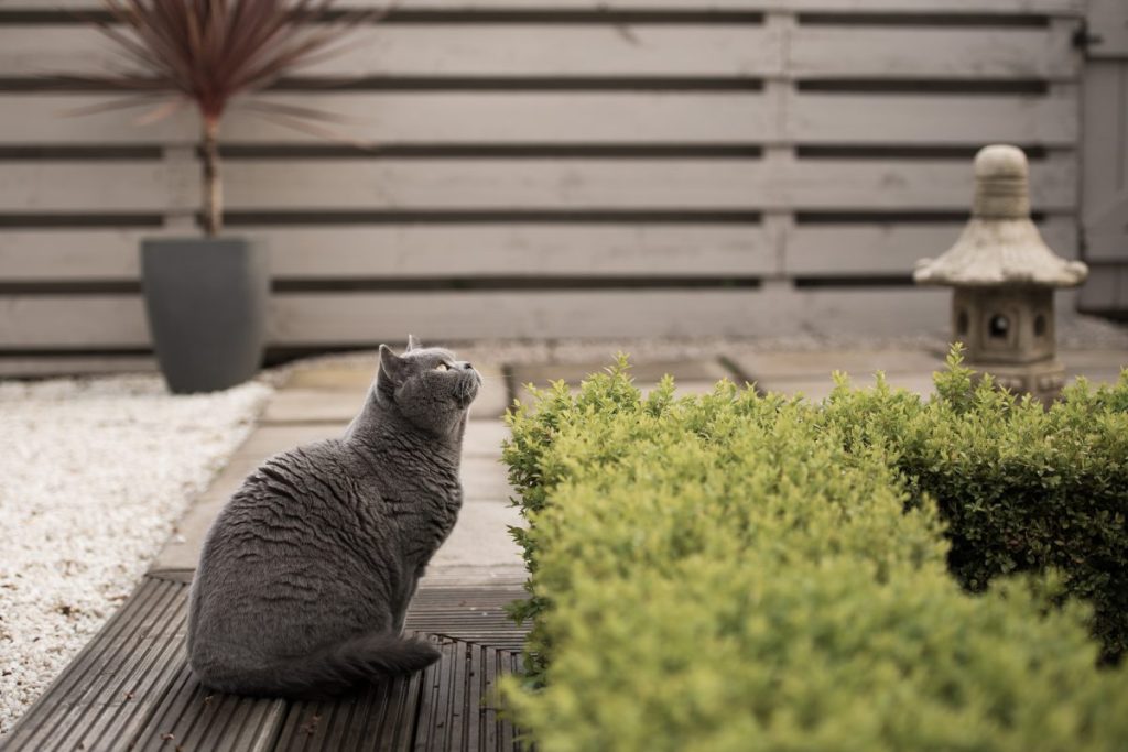 A cat, similar to the one who was rescued from a snake by a woman in Australia.