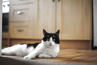 A black-and-white cat, similar to the one who's scared of men and is looking for a new home.