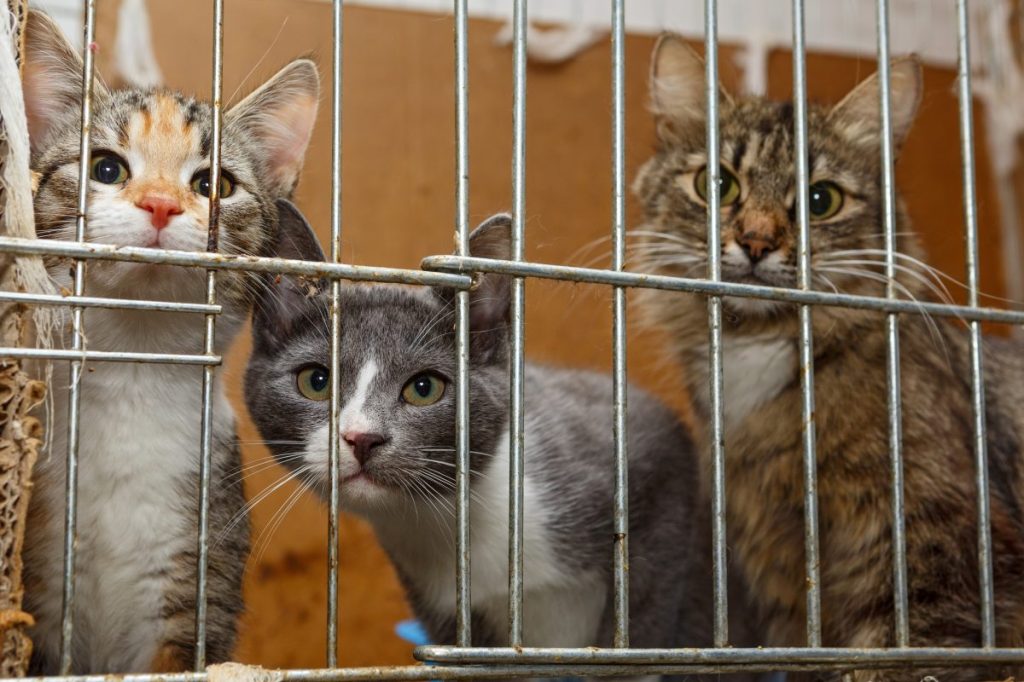 Cats, similar to the ones who were found in a freezer in a home in France.