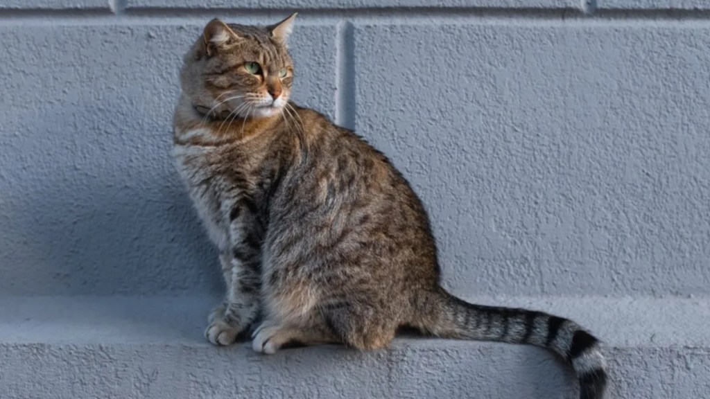 A lonely gray cat walks through the city streets, on the sidewalk and asphalt.