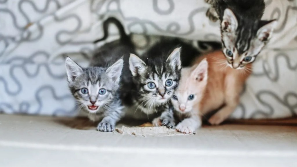 Homeless kittens rescued in a box.