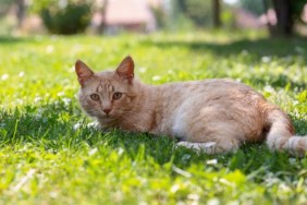 A brown cat lying on the grass, a South Florida woman is in custody for setting a cat on fire