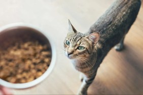 A person feeding a cat, Fussie Cat food has not faced a recall in 2024.