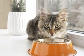 A cat eating food, Gentle Giants cat food hasn't faced a recall in 2024.