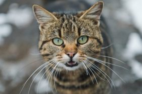 Close-up of a purebred cat, like the one targeted by cat burglars who invaded a Connecticut home