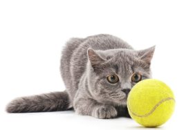 A cat with a tennis ball, similar to the cat who interrupted the tennis match between Venus Williams and Diana Schanider.