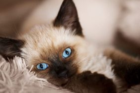 Balinese cat on gray background.