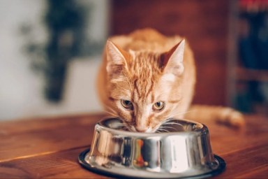 Small brown cat eating from a metallic bowl, Purina's last cat food recall happened in 2021