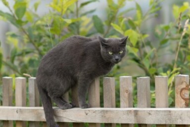 A cat on the fence, similar to the house cat who was mistaken for mountain lion in California.