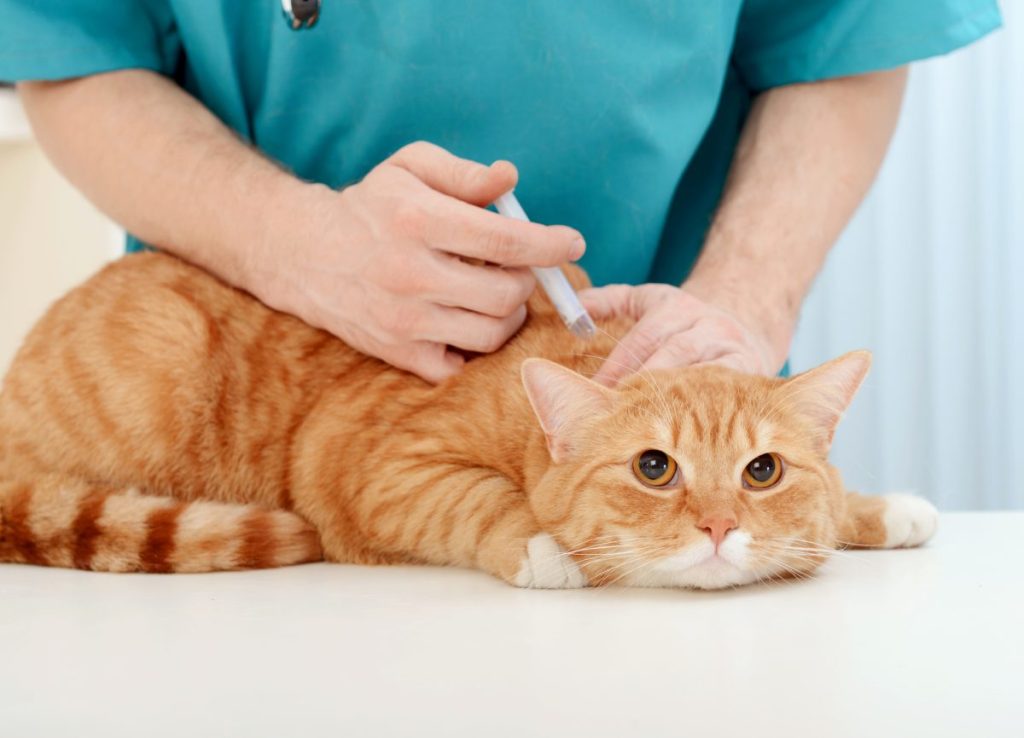 Veterinarian administering penicillin injection to cat.