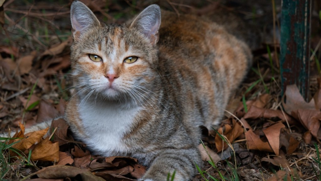 A lonely cat or a cat walks through the city streets. Portrait of a sad abandoned or lost cat waiting and looking for its owner. A homeless, hungry, sterilized and vaccinated cat. An untamed cat that has run away from home is lying on dry autumn foliage.