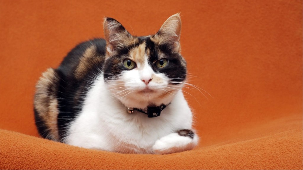 Senior Calico Cat