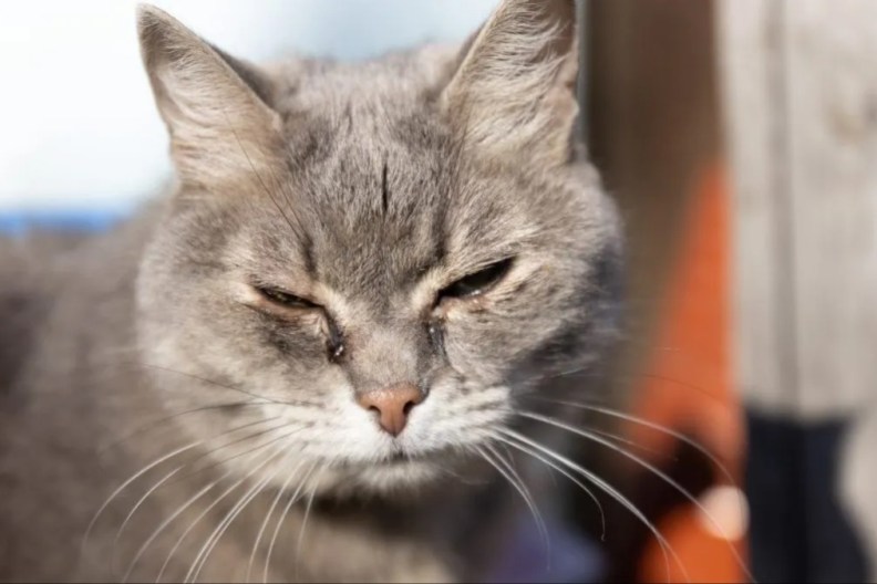 Portrait of gray cat with sore eyes. Sick cat eyes. Animal with watering eye. Domestic animals and pets veterinary concept.