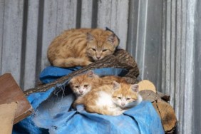 Multiple cats living in a filthy environment, like the cats rescued from a Chicago home