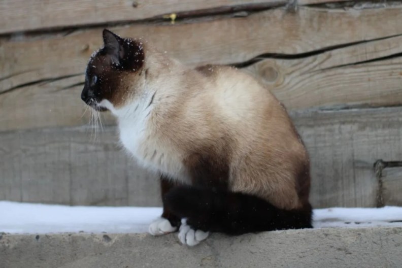 Siamese Cat Exploring Snow Outdoor Cute Fluffy Kitten with Blue Eyes and Snowfalkes on Fur Walking on Wooden House Foundation