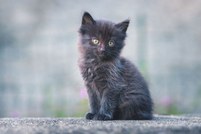 black kitten with big open eyes sitting on a road