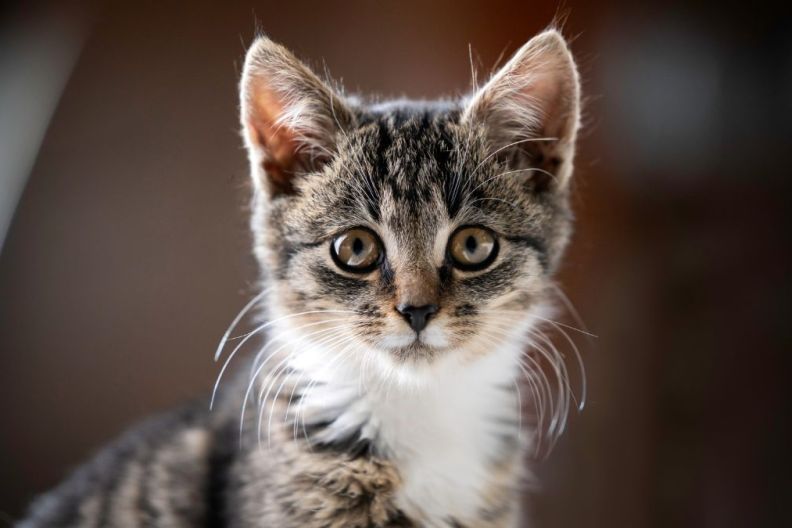 Portrait of a tabby kitten. A young cat looks into the lens.