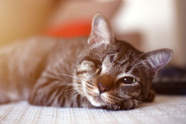 Injured cat with only one eye lying on the table