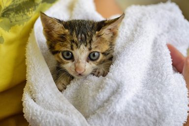 Man holds rescued stray kitten