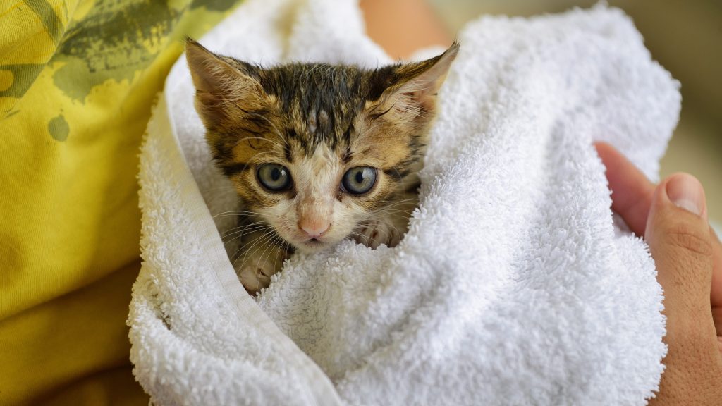 Man holds rescued stray kitten