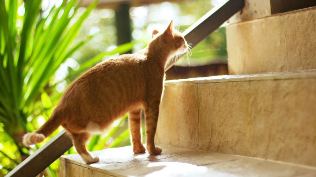 Cat with amputated paw, with three legs