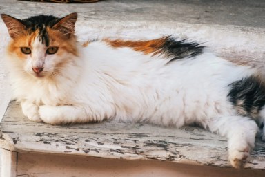 dirty street cat. homeless animal lies on the street. Multicolored fluffy cat in Turkey