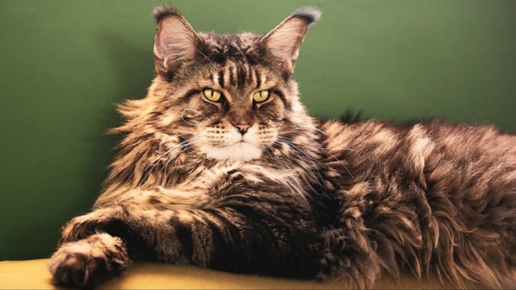 Portrait of Maine Coon cat — with a mane like Mufasa’s.