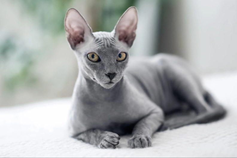 A small gray domestic cat Sphynx cat