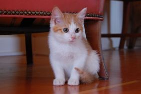 Orange and white tabby kitten, similar to the one who was shoved through a mailbox slot in Ohio and named Special Delivery after rescue, sits on wood floor beside a chair.