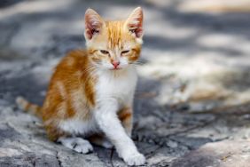 A little white and orange kitten on a street, similar to the one rescued off a freeway by a CHP officer in Monterey, who later went back to the shelter to adopt her.