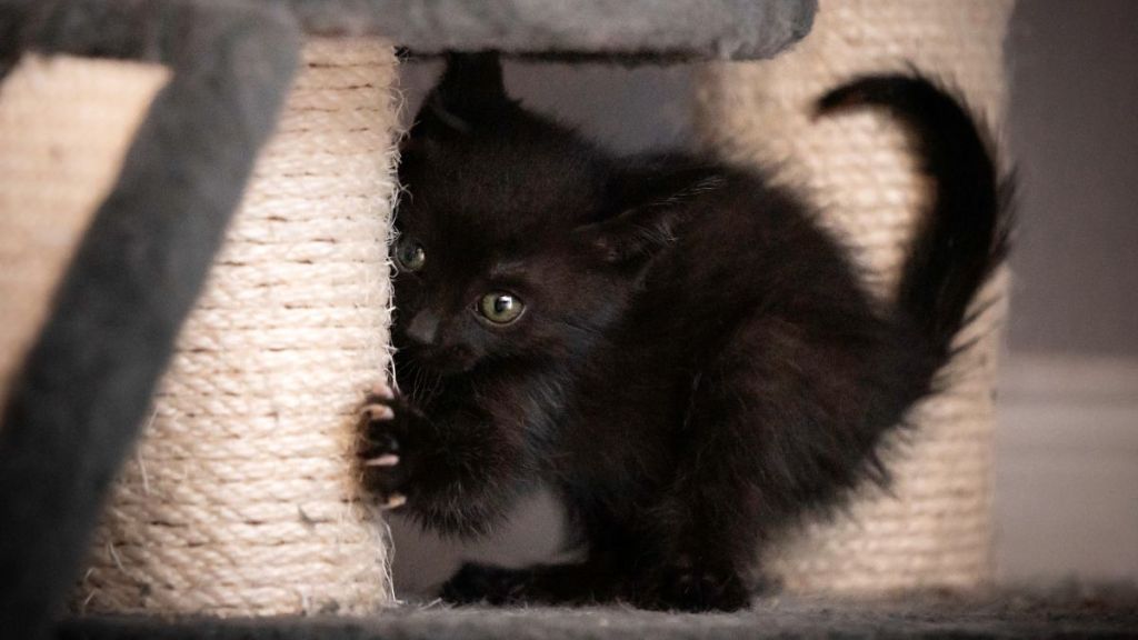 A small black kitten sticks his claws into a scratching post while playing.