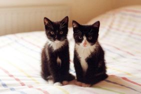 Two 8-week-old black and white kittens on a bed.